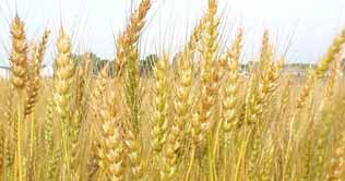 Pakistan buys 75,000 tons urea for Rabi crops 