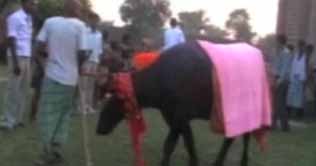 India: Buffaloes walk in a fashion show