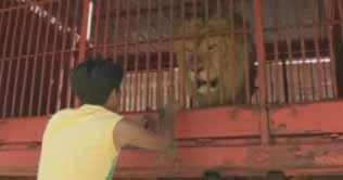 Last night for five Bolivia lions and a baboon