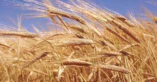 No reduction witnessed in flour prices 