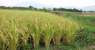 Rs166bn agri loans given by banks in 9 months