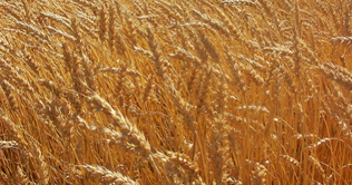 Govt likely to fall short of wheat procurement target 