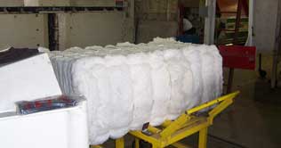 Cotton prices up by Rs 200 in Punjab