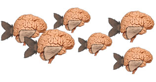 Fish consumption necessary for children