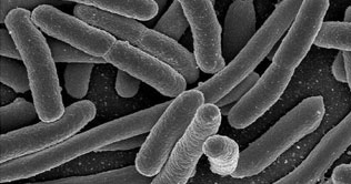 Alien life likely exists: Nasa