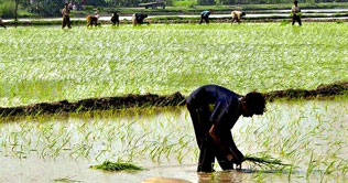  Rice yield may go down by 3pc