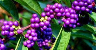 Purple fruits may stave off diseases