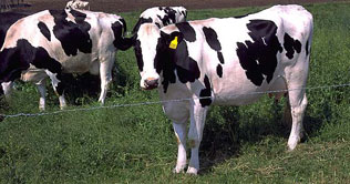 Milk taken from cattle during evening causes sleep