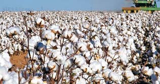 Cotton price reaches at highest level