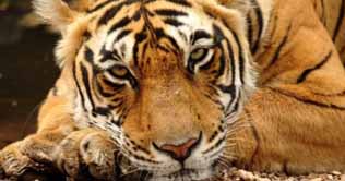  India: 4th Tiger killed in a month