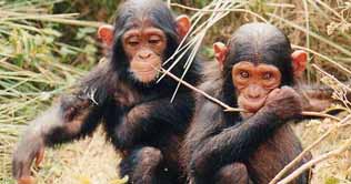 Twin Chimps becomes popular on Facebook 