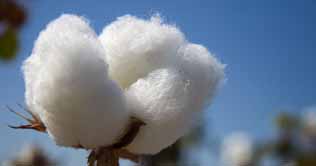  Cotton rates at all time high