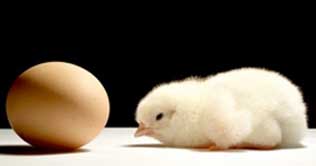 What came first the chicken or the egg?