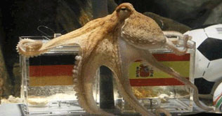Spanish mayor wants to take Pual octopus home