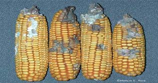 Damaged corn could be a cause in the spread of HIV