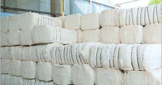 Production of cotton likely to rise