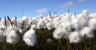 Cotton price soars to Rs 5600 per maund