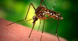  Mosquitoes turn flying vaccinators