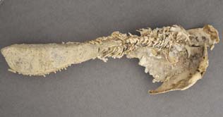 Researchers found evidence of dinosaur's presence in Australia