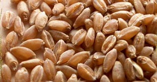 Wheat price picks up momentum in open market