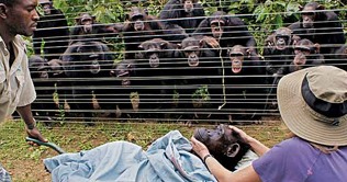 Chimpanzees mourn death, like humans do