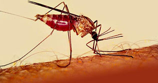 Malaria can be exterminated in 10 to 15 years: Scientists 