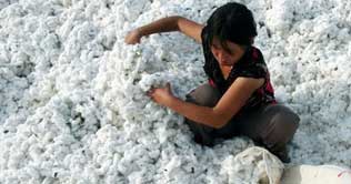 Cotton prices hit record high