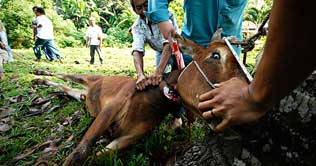 2nd day of Eid: Sacrifices of animals continue