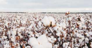 Cotton prices soar on strong demand 