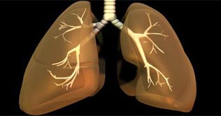 Lungs possess sense of taste