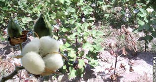 Cotton price decreases in Punjab, Sindh
