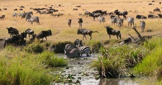 Famed wildebeest migration faces threat from road development plan