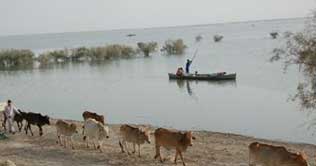 Dadu: Manchar Lake touches danger point 