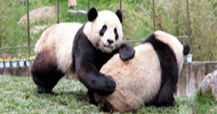 Chinas panda pair make debut in Tokyo