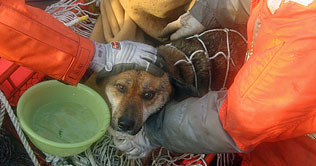 Japan: Dog rescued from floating roof 3 weeks after disaster
