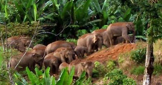 Rare Sumatran elephant found dead in Indonesia 