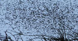 Gujranwala: Honeybees attack patients, attendants at DHQ Hospital