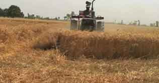 Sindh govt bans inter-district movement of wheat