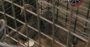 Forest officials rescue three leopard cubs in western India