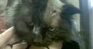 California cat shot in head with arrow, survives