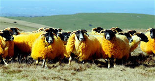 UK farmer paints sheep orange to avoid rustling