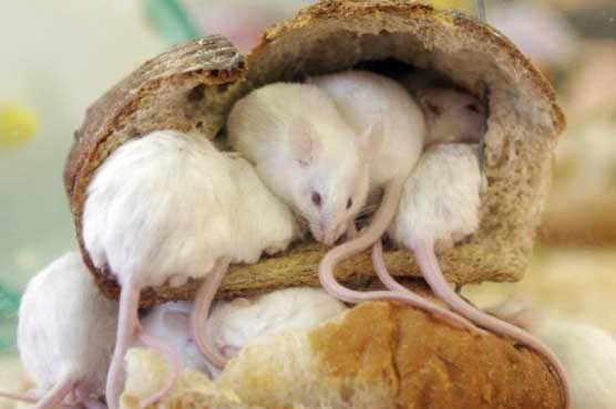 In mice, a step towards a vaccine for HIV