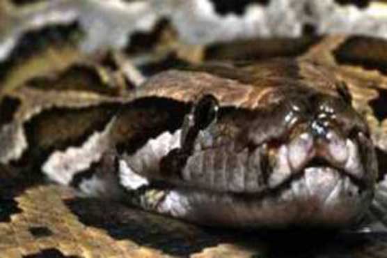 Indian farmers dump bags of snakes in tax office