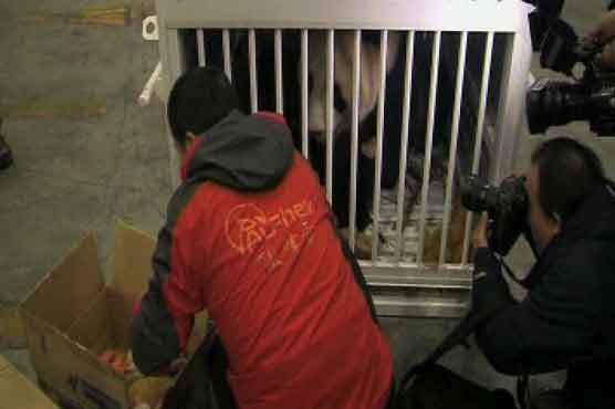 2 giant pandas on way from China to Scotland