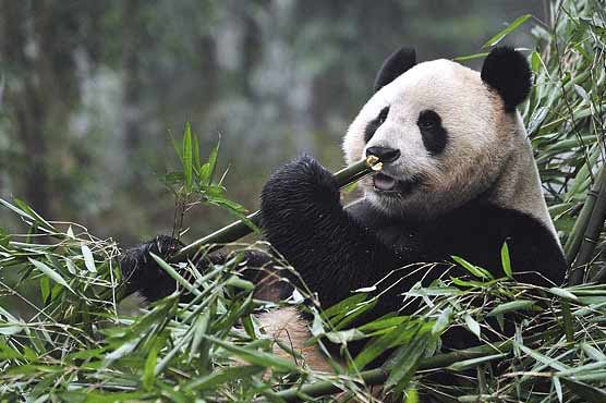 2 giant pandas from China land in Scotland