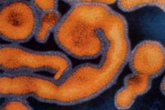 Vaccine against Ebola works in mice