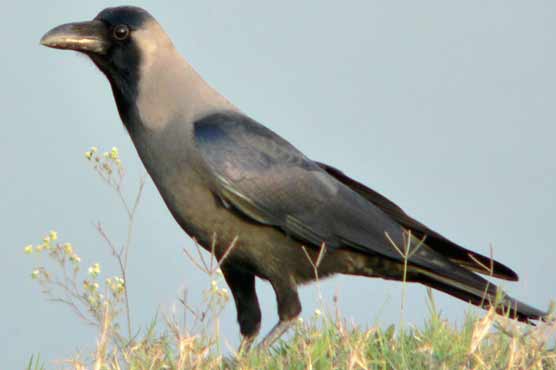 Crows remember colours for a year: study