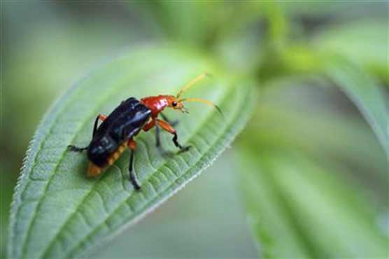 Scientists say ancient human bedding used for pest control