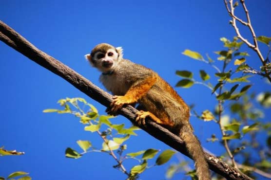 Pak-India monkey diplomacy