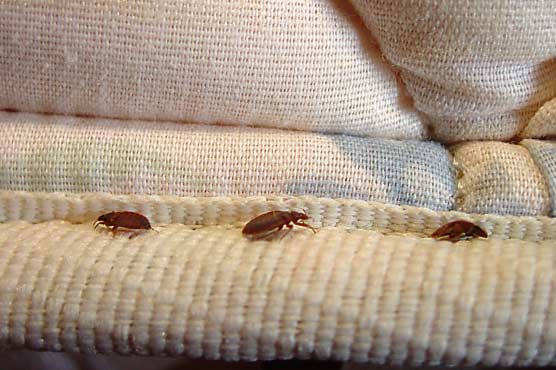 Hairy limbs dispel bed bugs 